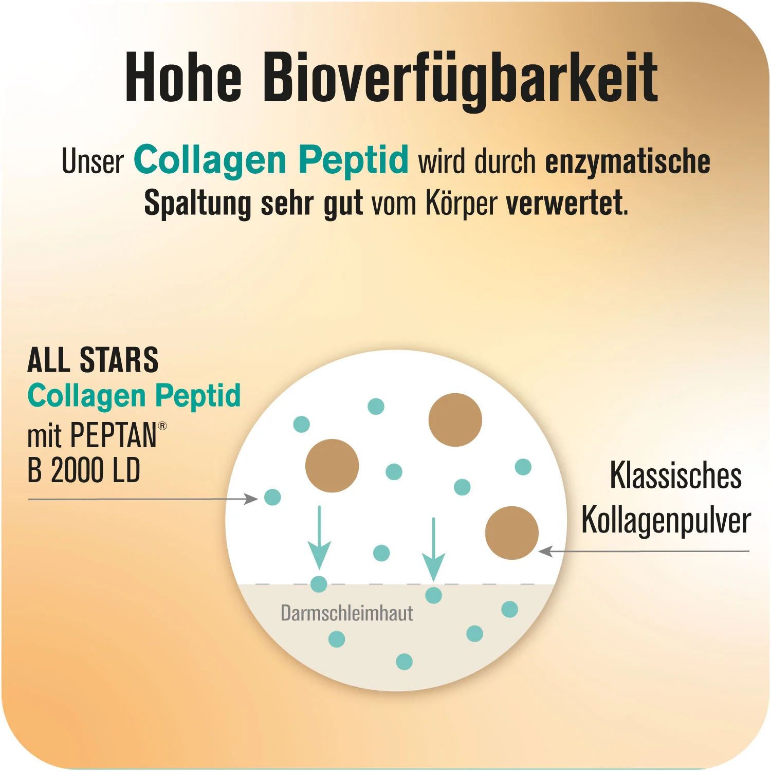 Collagen Peptide - 300 G Dose - Image 5